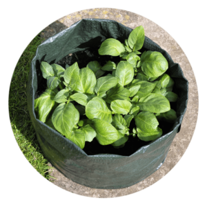 Ein Growbag mit einer Basilikumpflanze darin