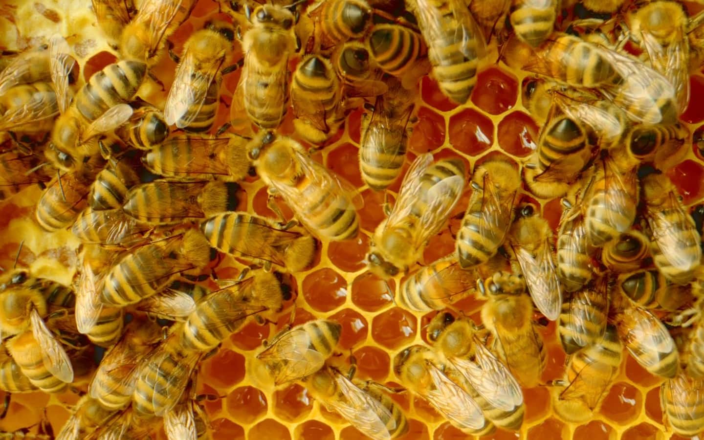 In einem der Imagevideos werden die Mitarbeiter:innen mit einem Bienenvolk verglichen